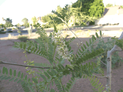 eysenhardtia orthocarpa flower KM